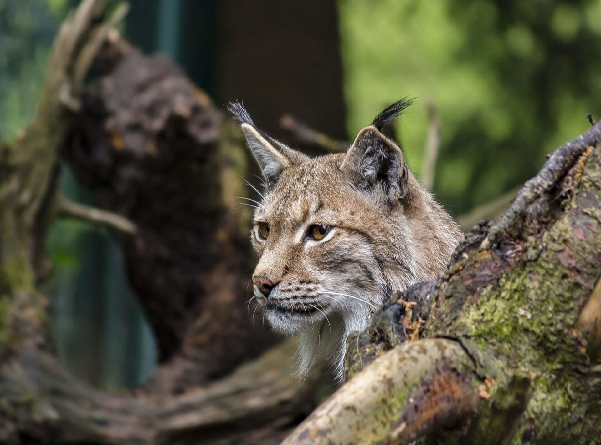 Luchs