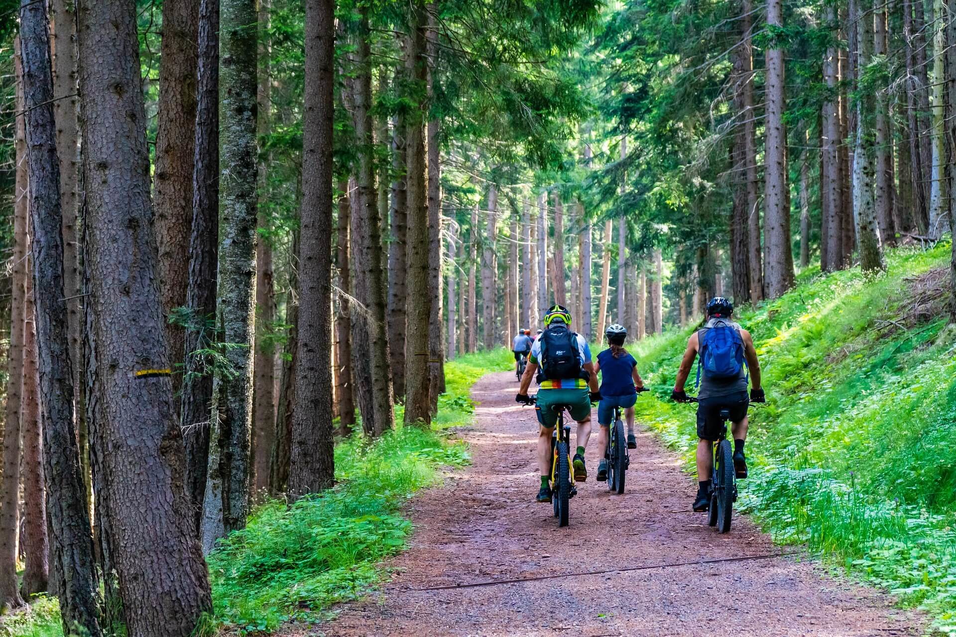 Fahrradfahrer im Wald